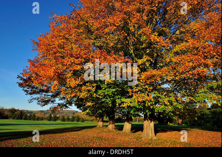 Une ligne d'érables matures avec leurs feuilles tournant les couleurs éclatantes de l'automne Banque D'Images