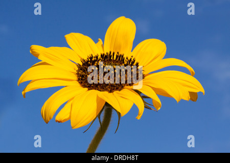 Tournesol sur ciel bleu Banque D'Images