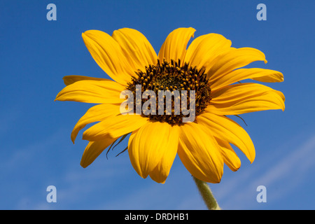 Tournesol sur ciel bleu Banque D'Images