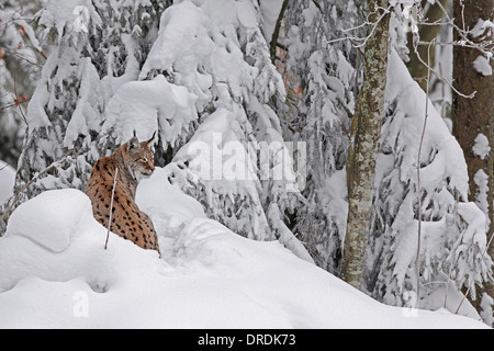 Lynx eurasien dans une forêt enneigée Banque D'Images