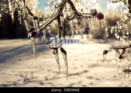 Beaux glaçons sur des arbres après une tempête extrême. Banque D'Images