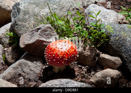 Close-up of a wild mushroom (Amanita muscaria) croissant dans les Pecos désert à l'extérieur de Santa Fe, Nouveau Mexique. Banque D'Images