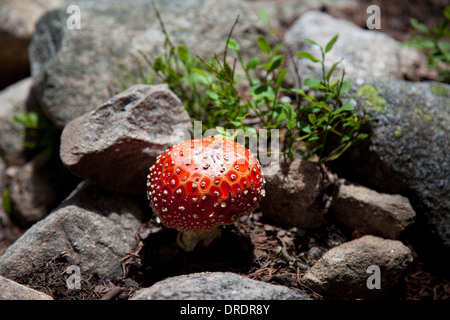 Close-up of a wild mushroom (Amanita muscaria) croissant dans les Pecos désert à l'extérieur de Santa Fe, Nouveau Mexique. Banque D'Images