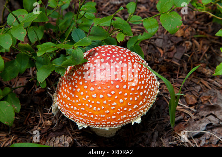 Close-up of a wild mushroom (Amanita muscaria) croissant dans les Pecos désert à l'extérieur de Santa Fe, Nouveau Mexique. Banque D'Images