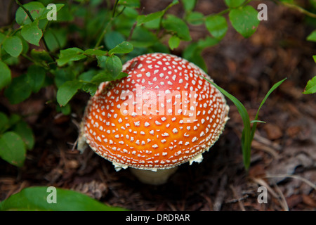 Close-up of a wild mushroom (Amanita muscaria) croissant dans les Pecos désert à l'extérieur de Santa Fe, Nouveau Mexique. Banque D'Images