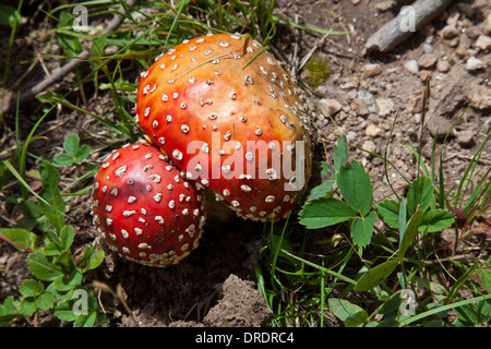 Close-up de champignons (Amanita muscaria) croissant dans les Pecos désert à l'extérieur de Santa Fe, Nouveau Mexique. Banque D'Images