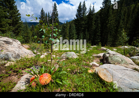 Champignons (Amanita muscaria) sont en croissance dans une clairière dans les Pecos désert à l'extérieur de Santa Fe, Nouveau Mexique. Banque D'Images