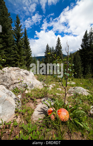 Champignons (Amanita muscaria) sont en croissance dans une clairière dans les Pecos désert à l'extérieur de Santa Fe, Nouveau Mexique. Banque D'Images