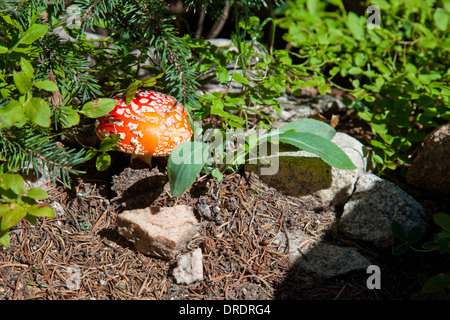 Close-up of a wild mushroom (Amanita muscaria) croissant dans les Pecos désert à l'extérieur de Santa Fe, Nouveau Mexique. Banque D'Images