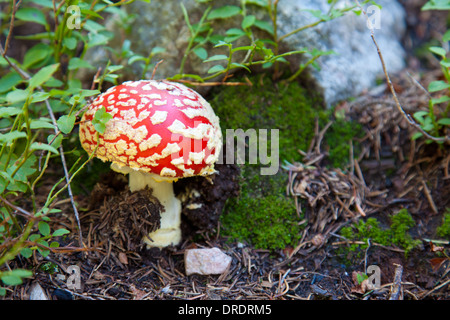 Close-up de champignons sauvages (Amanita muscaria) croissant dans les Pecos désert à l'extérieur de Santa Fe, Nouveau Mexique. Banque D'Images