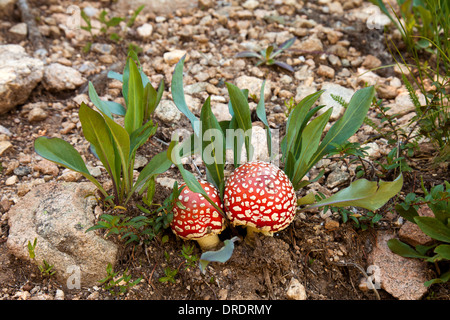 Close-up de champignons (Amanita muscaria) croissant dans les Pecos désert à l'extérieur de Santa Fe, Nouveau Mexique. Banque D'Images