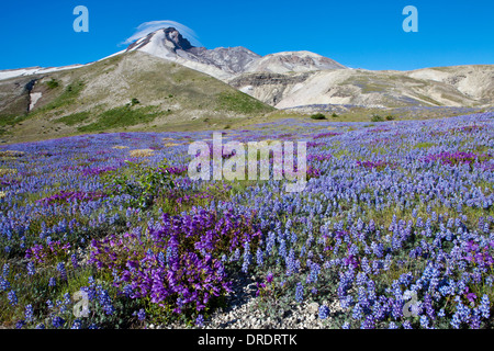 Mont Saint Helens au-dessus de lupin dans les plaines de pierre ponce, le Mont Saint Helens, Washington Monument Volcanique National. Banque D'Images