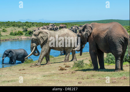 Big Bull elephant (Loxodonta africana) avec longues défenses à Gwarrie Pan waterhole, Addo Elephant Park, Afrique du Sud Banque D'Images