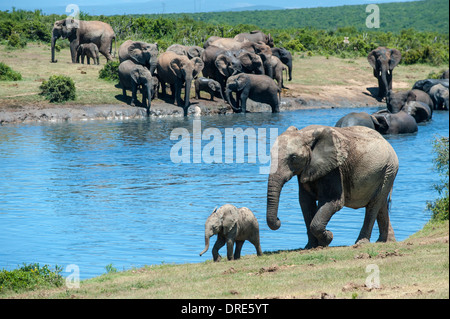 Vache et son veau de l'éléphant (Loxodonta africana) marcher le long Gwarrie Pan waterhole, Addo Elephant Park, Eastern Cape, Afrique du Sud Banque D'Images