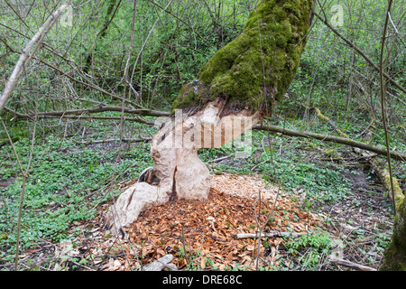 Les Castors Castor copeaux de bois d'arbres Banque D'Images