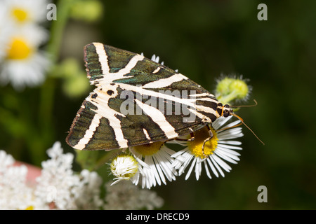 Euplagia quadripunctaria Jersey Tiger Russischer Baer Banque D'Images