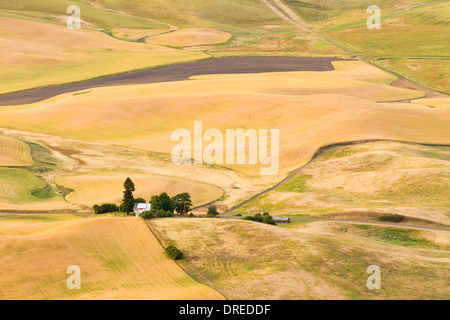 Vue de la Palouse Hills de Whitman comté, État de Washington, USA, vu du haut de Steptoe Butte State Park. Banque D'Images