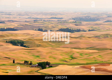 Vue de la Palouse Hills de Whitman comté, État de Washington, USA, vu du haut de Steptoe Butte State Park. Banque D'Images