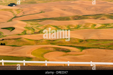 Vue de la Palouse Hills de Whitman comté, État de Washington, USA, vu du haut de Steptoe Butte State Park. Banque D'Images