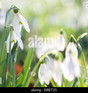 Une image réfléchie et méditative du printemps Jane Ann Butler Photography JABP693 Banque D'Images