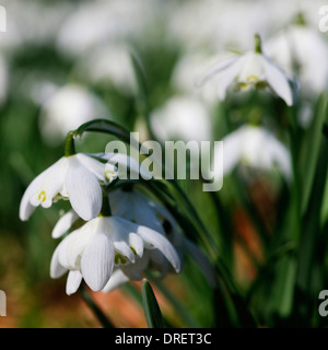 Perce-neige tombantes parfait Jane Ann Butler Photography JABP692 Banque D'Images