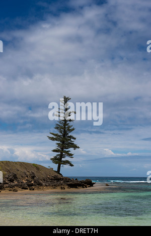 Un arbre à Lone Pine Lone Pine Pointe Emily Bay Australie Île Norfolk Banque D'Images