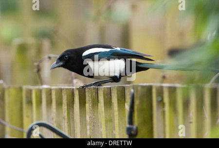 Une Pie Pica pica est assis sur une clôture dans un jardin arrière Banque D'Images