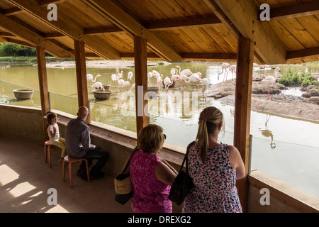 Visiteurs regardant des flamants roses dans un refuge à Slimbridge Wetland Center WWT, Gloucestershire, Royaume-Uni Banque D'Images