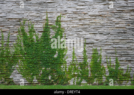 Mur de pierre avec ivey Banque D'Images