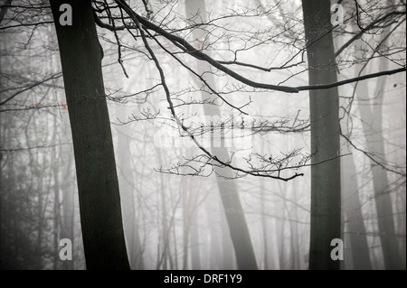 Un épais brouillard enveloppant la forêt dans la campagne de l'Essex. Banque D'Images