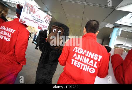 Londres, Angleterre, Royaume-Uni. 24 Jan, 2014. La Coalition Anti-Vivisection ont protesté devant le médicament et les produits de l'Agence régulièrement pour leur demander de mettre un terme à toutes les expériences de singe et libérer tous les primates qu'ils ont dans leurs laboratoires. Le groupe revendique la animaux sont injectés avec des produits chimiques puissants et utilisés dans des expériences cruelles Crédit : Gail Orenstein/ZUMAPRESS.com/Alamy Live News Banque D'Images