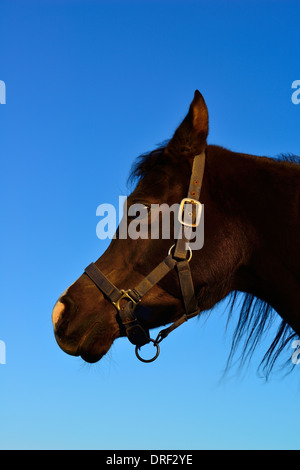 Arabian mare noire,portrait head shot. Banque D'Images