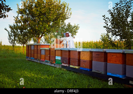 Travail de l'apiculteur dans jardin, Italy, Europe Banque D'Images