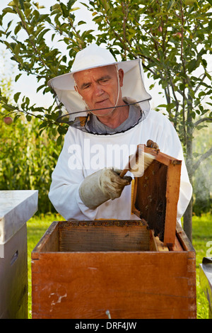 Apiculteur de jardin, Italy, Europe Banque D'Images
