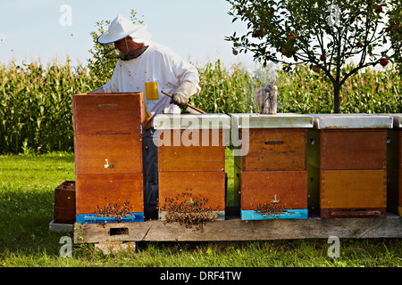 Apiculteur de jardin, Italy, Europe Banque D'Images