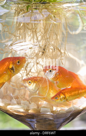 Maryland USA Goldfish in bowl swmming autour des racines de plantes Banque D'Images