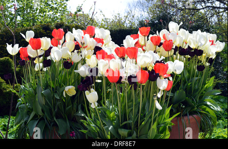 Un affichage de blanc, orange et pourpre tulipes colorées dans un grand cache-pot à RHS Garden Harlow Carr, Harrogate, Yorkshire. Banque D'Images
