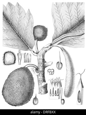 Artocarpus Incisa. Arbre à pain Banque D'Images