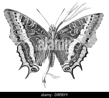 Nymphalis Charaxes Jasius jasius, le pacha à deux queues ou Foxy Empereur, est un lépidoptère de la famille des Riodinidae. Banque D'Images