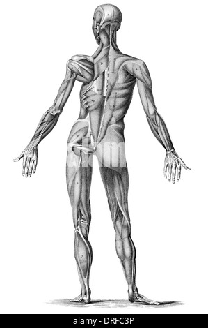 Les droits de l'anatomie musculaire Muscles masculins - de l'arrière à l'arrière Banque D'Images