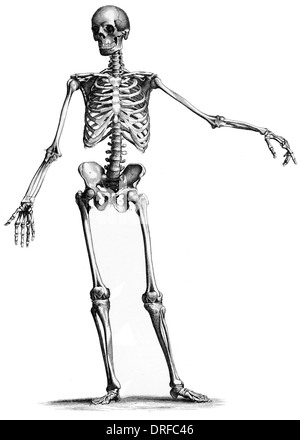 Vue de face avant du corps humain squelette permanent Banque D'Images