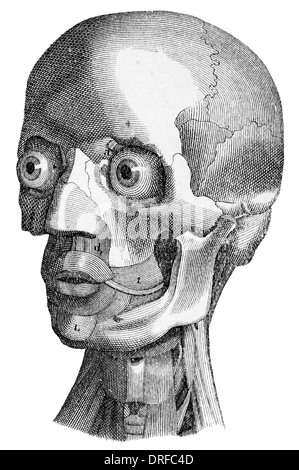 La structure osseuse de la tête humaine Banque D'Images