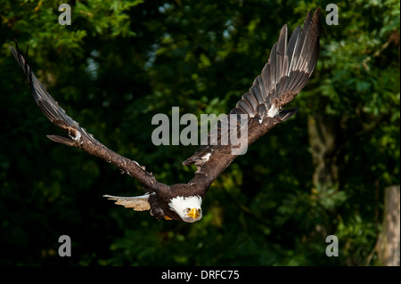 North American Osprey Banque D'Images