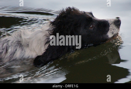 Un close up side head shot d'un Épagneul Springer noir et blanc la natation dans la rivière Avon Banque D'Images