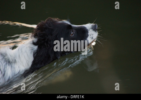 Springer Spaniel noir et blanc la natation dans la rivière Avon à Staverton dans le Wiltshire. Banque D'Images