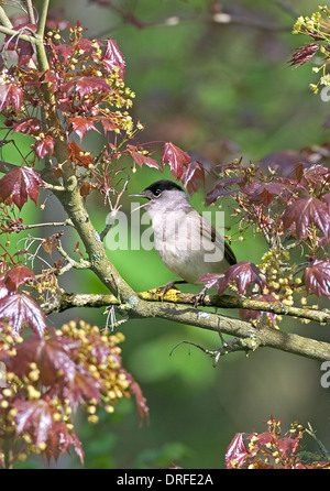 Mâle en chanson, American Maple en fleur, Washington, West Sussex, UK Banque D'Images
