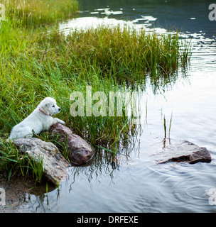 Couleur platine chiot Golden Retriever (11 semaines) considérant un crépuscule nager dans le lac O'Haver, Colorado Rocheuses, USA Banque D'Images