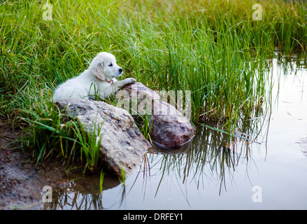 Couleur platine chiot Golden Retriever (11 semaines) considérant un crépuscule nager dans le lac O'Haver, Colorado Rocheuses, USA Banque D'Images