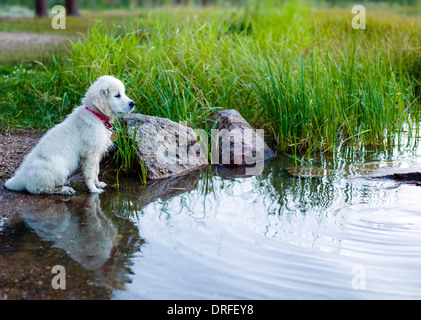 Couleur platine chiot Golden Retriever (11 semaines) considérant un crépuscule nager dans le lac O'Haver, Colorado Rocheuses, USA Banque D'Images