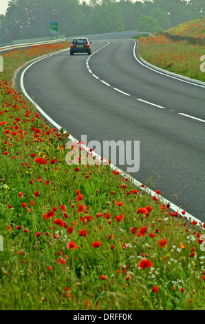 Une voiture de couleur sombre sur une route avec des coquelicots dans les verges. Banque D'Images